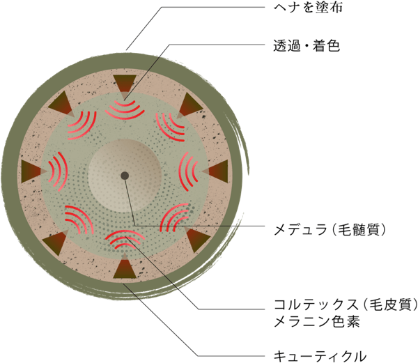 断面図